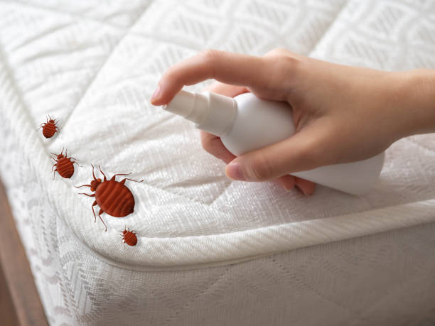 Best Bed Bug Extermination  in Beverly Hills, CA